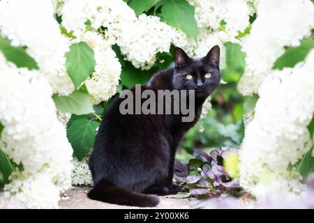 Primo piano di un gatto nero seduto tra ortensie bianche in un giardino fiorito Foto Stock