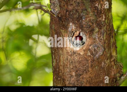 Primo piano di un grande picchio maculato all'interno del nido di buchi dell'albero Foto Stock