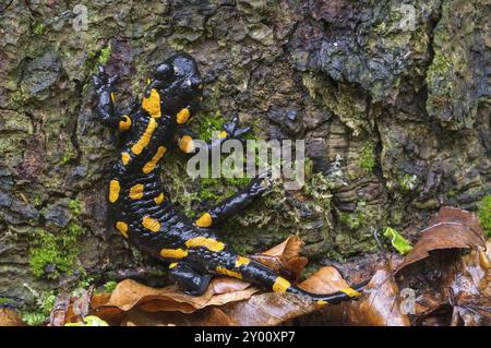 Una salamandra al fuoco ai piedi di un albero Foto Stock