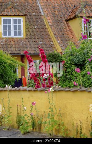 Vari fiori di fronte a una casa gialla con tetto piastrellato, atmosfera rustica ed estiva, svaneke, bornholm, Mar baltico, danimarca, skankandinavia Foto Stock