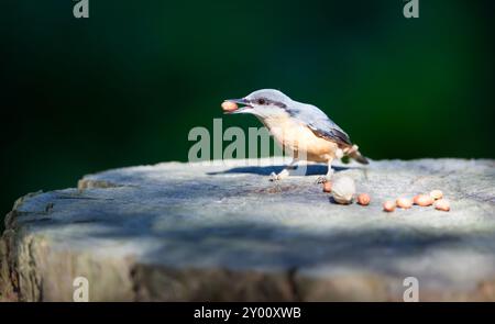 Primo piano del nuthatch eurasiatico che mangia un noce su un ceppo d'albero, Regno Unito. Foto Stock