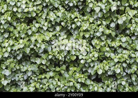 l'edera verde e lussureggiante per adulti, Hedera Helix, cresce su un'intera parete, con una texture di sfondo Foto Stock