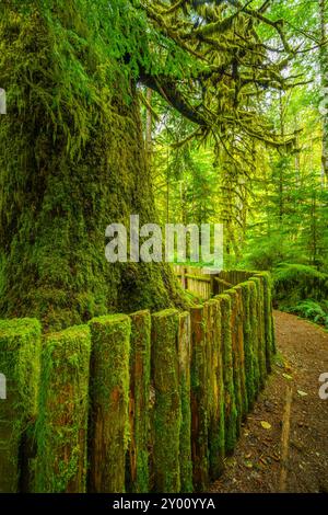 La massiccia tronco della antica Sitka Spruce albero a Harris Creek in British Columbia Foto Stock