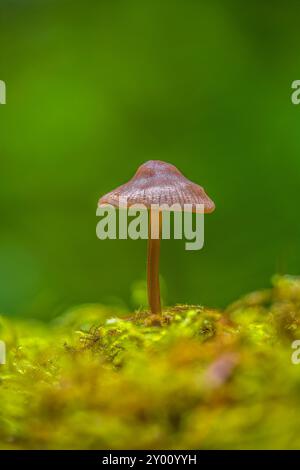 Un primo piano di un minuscolo fungo che cresce in un letto di muschio verde sul pavimento della foresta Foto Stock