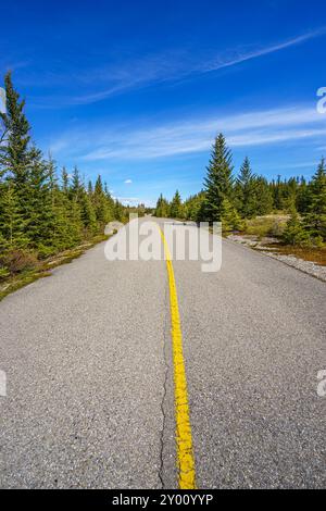 Una strada asfaltata che porta in lontananza oltre le bancarelle di alberi sempreverdi Foto Stock