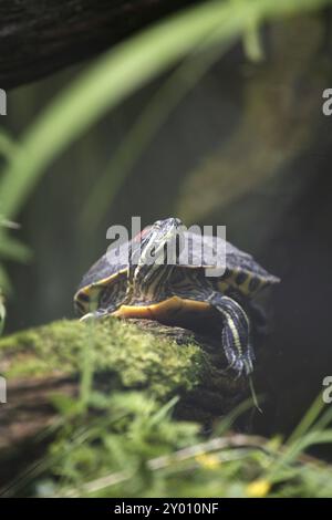 Le tartarughe acquatiche sono spesso tenute come animali domestici. Tuttavia, spesso si dimentica che le piccole tartarughe del negozio di animali possono crescere fino a 35 cm di dimensioni! Foto Stock