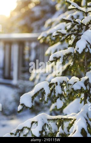 L'Abete rami ricoperti di neve in inverno freddo forest Foto Stock