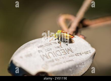 Un Bug Birch Shield (Elasmostethus interstinctus) arroccato su una recinzione a Longcross Station, Chobham Common, Surrey Foto Stock