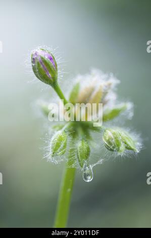 Bocciolo di un fiore di geranio davanti alla fioritura, con gocce di pioggia dopo una pioggia estiva. Bocciolo di un fiore di geranio davanti alla fioritura Foto Stock