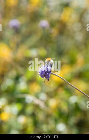 Flower of Devil's bit Scabious (Succisa pratensis) su Chobham Common, una brughiera del Surrey Foto Stock