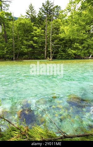 Incredibilmente colorata acqua glaciale del fiume Azusa gawa che scorre lungo una riva alberata nel parco nazionale incontaminato delle Alpi giapponesi di Kamikochi in Foto Stock