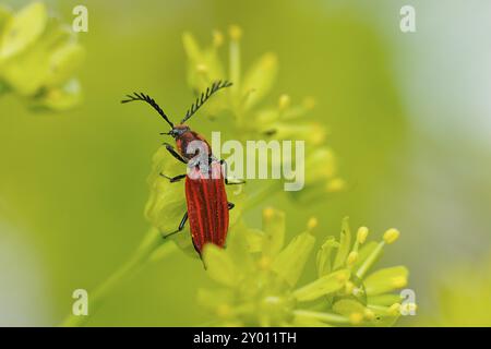 Scarlatto di fuoco in primavera. (Pyrochroa coccinea). Scarabeo cardinale in primavera Foto Stock