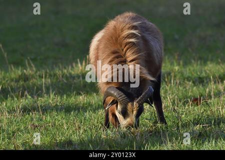 Pecore del Camerun in una fattoria. Pecore del Camerun in un pascolo Foto Stock