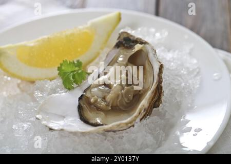 Ostrica fresca piatto servito in ghiaccio con il limone Foto Stock