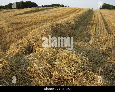 Campo di stoppia con paglia Foto Stock