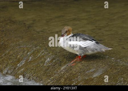 Comune Merganser femmina in acqua Foto Stock