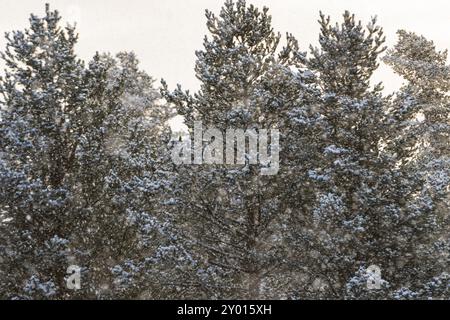 Alberi nella neve, Gaellivare, Norrbotten, Lapponia, Svezia, ottobre 2013, Europa Foto Stock