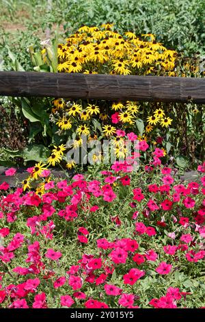 giardino, susans dagli occhi gialli e marroni, fiori di rosa, coltivati, colorati, natura, ringhiera in legno, estate, Pennsylvania Foto Stock