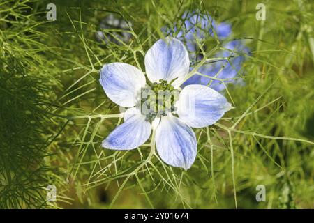 Fiore azzurro del cumino nero su sfondo verde sfocato Foto Stock