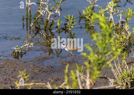 Il plover semipalmato (Charadrius semipalmatus) è un piccolo plover. Un plover in cerca di cibo sulle rive del lago Michigan nel Wisconsin Foto Stock