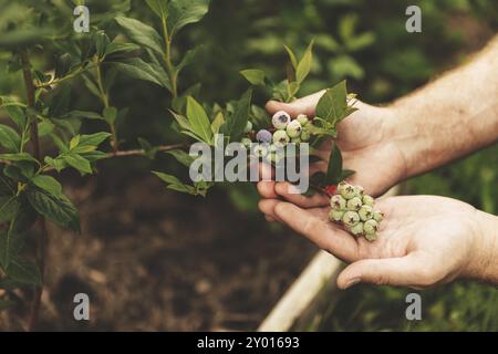 Uomo agricoltore mano che tiene i mirtilli verdi ramificati dal cespuglio in giardino o in un campo di fattoria biologica da frutta. Mostrare e presentare il raccolto futuro, Care ab Foto Stock