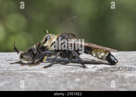 Mosca gialla dell'omicidio o mosca gialla del ladro con un bumblebee come preda. L'insetto viene risucchiato dal cacciatore. I peli neri gialli coprono il cacciatore. Sh. Macro Foto Stock