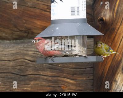 Pine Grosbeak (enucleatore Pinicola) e Greenfinch (Chloris chloris), uccelli maschi adulti alla stazione di alimentazione, maggio, Lapponia finlandese Foto Stock