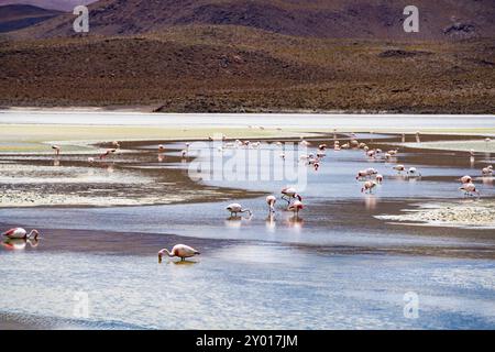 Visualizza gregge di James Flamingo alimentando il lago di canapa in Bolivia Foto Stock