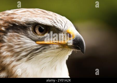 Buzzard reale a gambe ruvide o buzzard reale Foto Stock