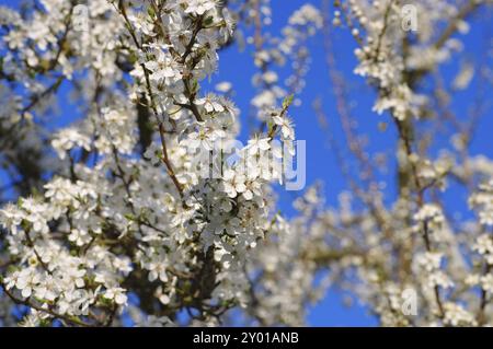 Prugna in primavera, prugna bianca in primavera Foto Stock