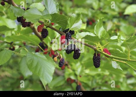 Gelso maturo nero e rosso acuro sull'albero, gelso maturo nero e frutti acerbi rossi sull'albero Foto Stock