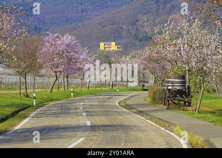 Edenkoben Villa Ludwigshoehe durante la fioritura delle mandorle in primavera, Edenkoben Villa Ludwigshoehe, durante la fioritura delle mandorle in primavera, Germania Foto Stock