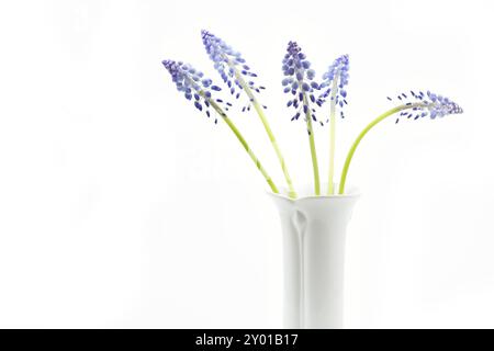 Giacinto d'uva su sfondo bianco Foto Stock