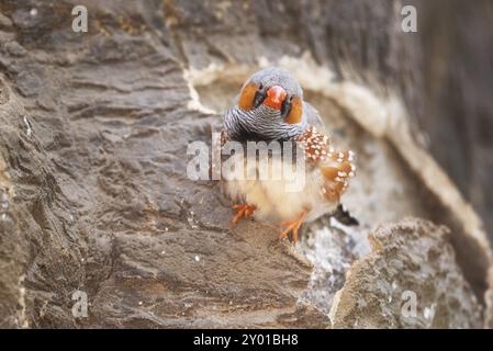 Zebra finch, arroccato su un ramo d'albero Foto Stock