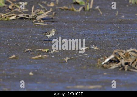 Pipita d'acqua in cerca di cibo in autunno. Bergpieper (Anthus spinoletta) im Erbe Foto Stock