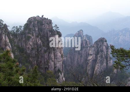 Scimmia che guarda il mare a Huang Shan, Cina, Asia Foto Stock