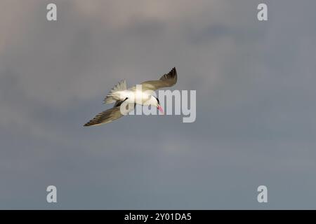 La terna del Caspio (Hydroprogne caspia) in volo Foto Stock