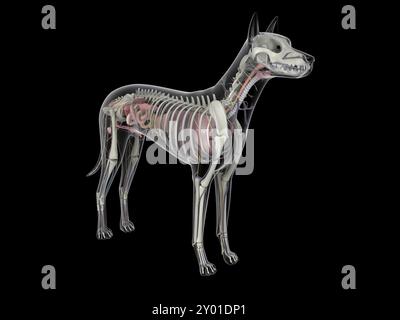 Anatomia del cane con organi interni e struttura scheletrica Foto Stock