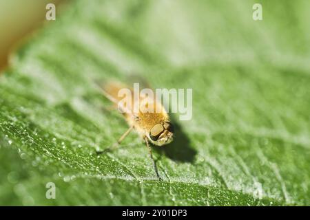 Gli anelli dei capelli volano su una foglia verde. Sole sull'insetto. Macrofotografia di piccoli animali Foto Stock