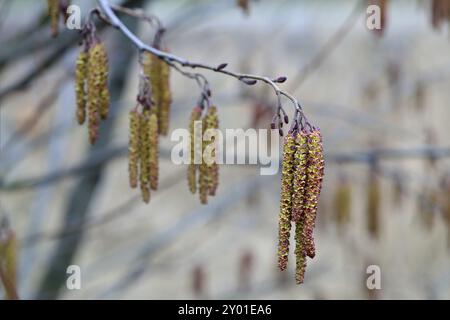 Molla. Alder amenti (lat. Alnus) close up Foto Stock