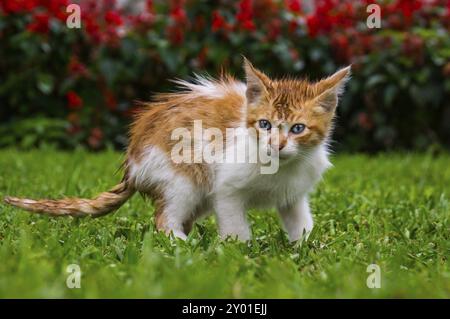 Un gattino arancione dagli occhi blu in un parco, Kennedy Park Lima, PERÙ nell'ottobre 2015 Foto Stock