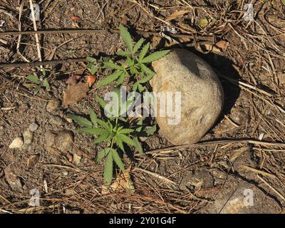 Piccole piante di cannabis che crescono sulle tracce nel Parco Nazionale di Langtang, Nepal, Asia Foto Stock