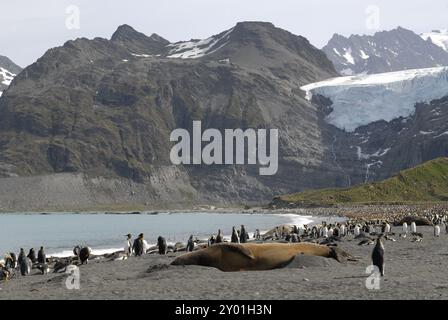 Re i pinguini e un enorme elefante maschio guarnizione, montagne e ghiacciai, oro Harbour, Georgia del Sud Foto Stock