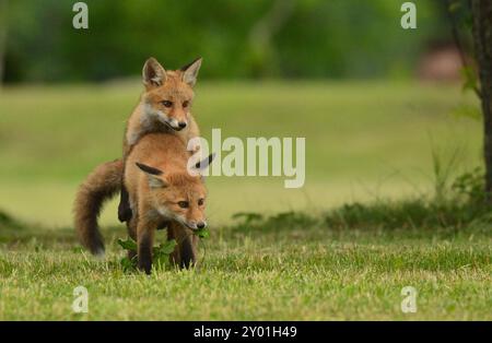 Giocare a cuccioli Foto Stock