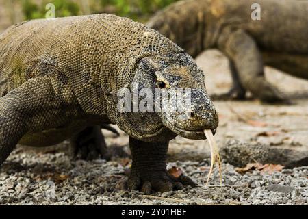 Un paio di draghi di Komodo vagano in cerca di cibo sull'isola di Komodo Foto Stock