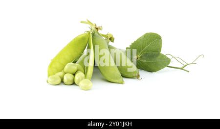 Cialde di piselli freschi da giardino con foglie verdi isolate su sfondo bianco, piselli dolci o piselli inglesi raccolti prima della piena maturità Foto Stock