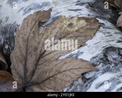 Una foglia di sicomoro giace su un tronco di betulla Foto Stock