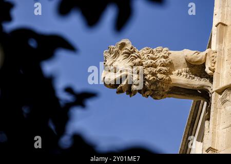 Gargola en forma de leon, Lonja de Palma de Mallorca, sa Llotja, antigua sede del Colegio de Mercaderes, Monumento historico-artistico, construida por Foto Stock