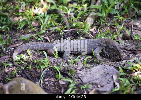 Immagine della fauna selvatica del monitor dell'acqua asiatico (Varanus salvator) in cerca di cibo Foto Stock