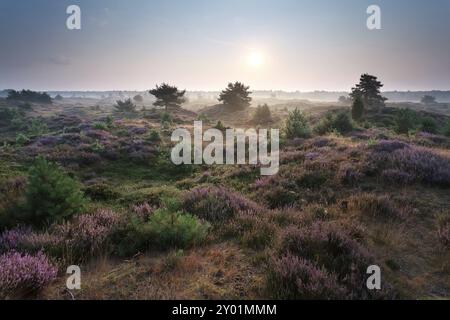 Alba e erica fiorita sulle dune, Drenthe, Paesi Bassi Foto Stock